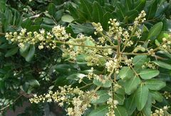 Dimocarpus longan