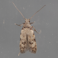 Taygete attributella