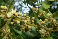 Dimocarpus longan