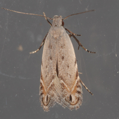 Battaristis concinnusella