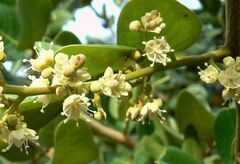 Dimocarpus longan