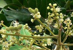 Dimocarpus longan