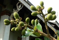 Dimocarpus longan