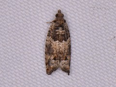 Pseudexentera knudsoni