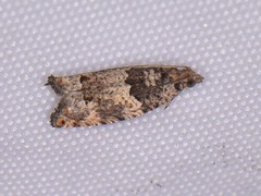 Pseudexentera knudsoni