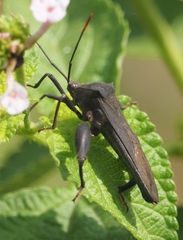 Anoplocnemis
