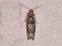 Pseudexentera knudsoni