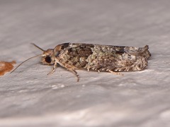 Pseudexentera knudsoni