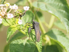 Anoplocnemis