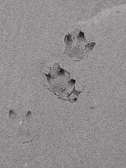 Hydrochoerus hydrochaeris