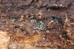 Chlorosplenium chlora