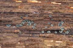 Chlorosplenium chlora