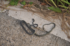 Boiga cyanea