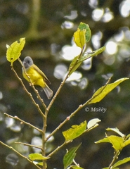 Culicicapa ceylonensis