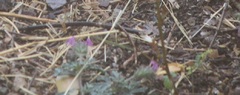 Glandularia chiricahensis