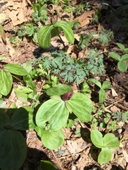 Trillium sessile