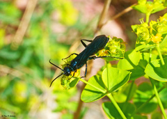 Chlorion aerarium