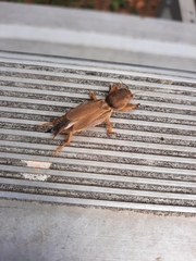 Neoscapteriscus vicinus