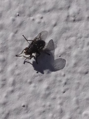 Diptera