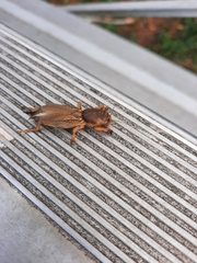 Neoscapteriscus vicinus