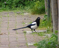 Pica pica