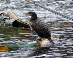 Phalacrocorax carbo