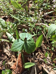 Trillium sessile