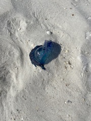 Physalia physalis