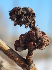 Aceria parapopuli