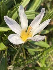 Crocus biflorus