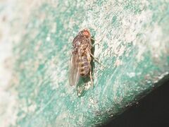 Drosophila repleta