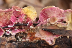 Hypomyces rosellus