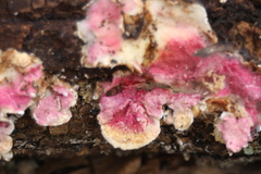 Hypomyces rosellus