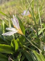 Crocus biflorus
