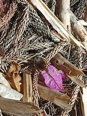 Xylocopa tabaniformis azteca