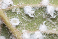 Aleurothrixus floccosus