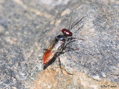 Astata bicolor