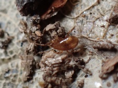 Parasitidae