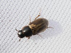 Melinopterus