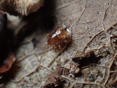 Parasitidae