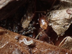 Parasitidae