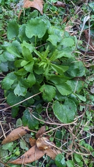 Ranunculus abortivus