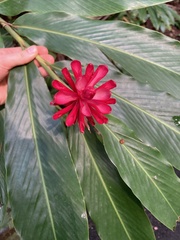 Alpinia purpurata