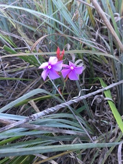 Mandevilla