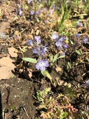 Phacelia peckii