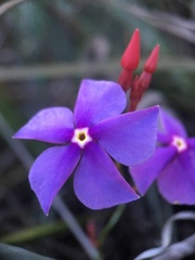 Mandevilla