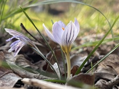 Crocus biflorus