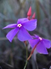 Mandevilla
