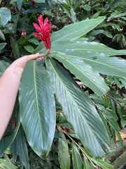 Alpinia purpurata