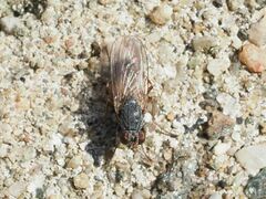 Lispocephala brachialis